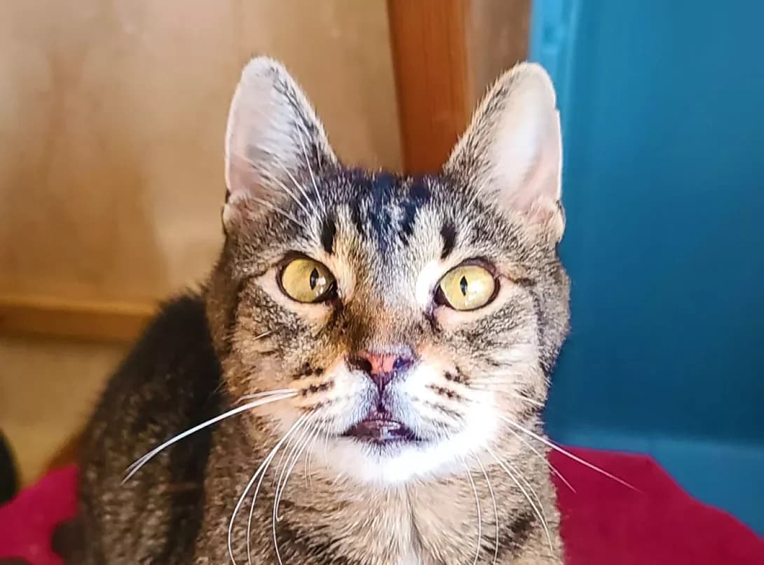 Lyamura (Лямура), female 3yo Mixed Breed for adoption at Happy Paw Kyiv