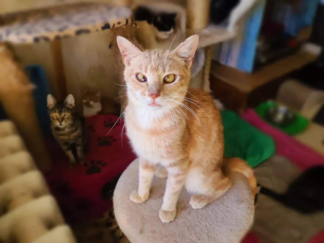 Murchello (Мурчелло), male 3yo Mixed Breed for adoption at Happy Paw Kyiv