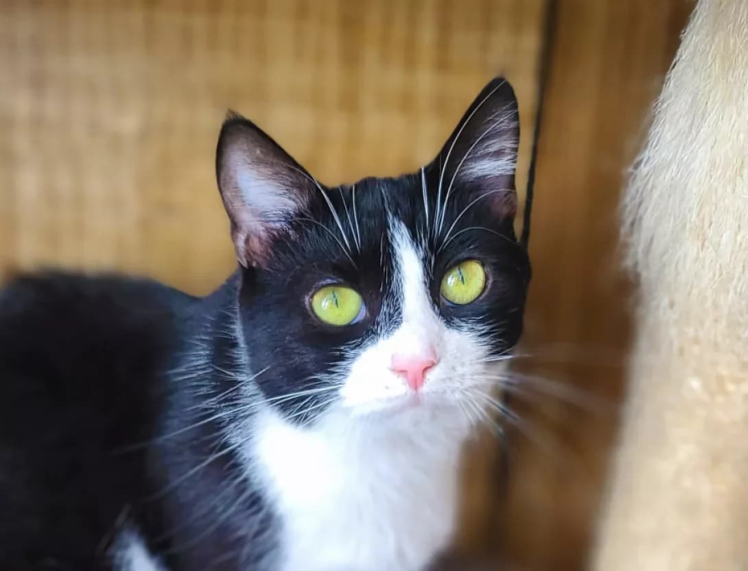 Timka (Тимка), male 3yo Mixed Breed for adoption at Happy Paw Kyiv