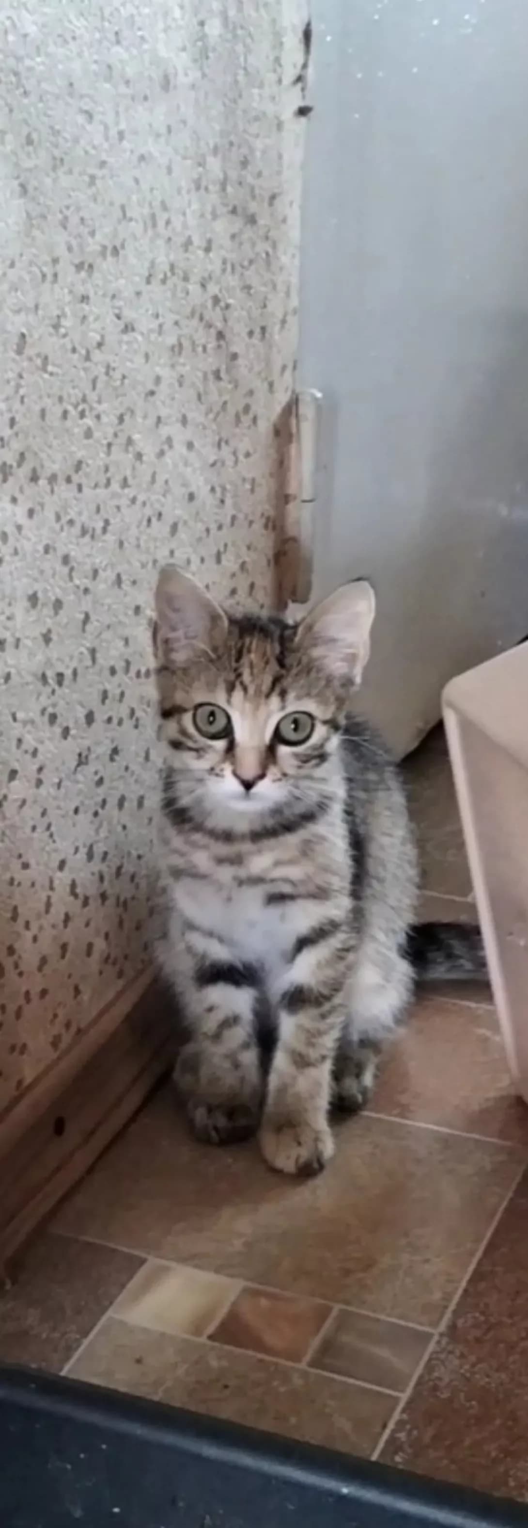Zhozefina (Жозефіна), Mixed Breed (Happy Paw Kyiv Oblast)