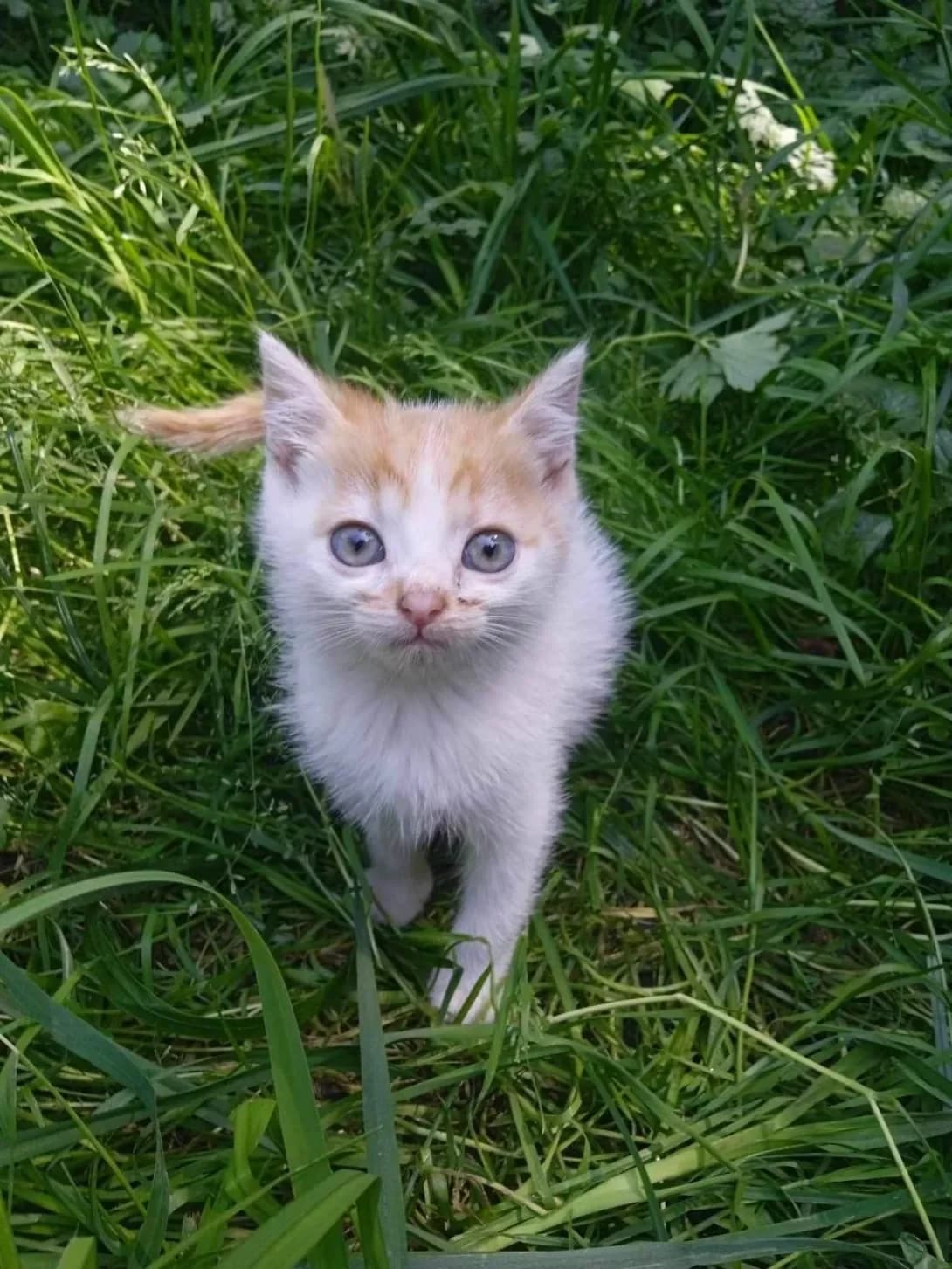 Sonya i Tom (Соня і Том), female young Mixed Breed for adoption at Happy Paw Ivano-Frankivsk Oblast