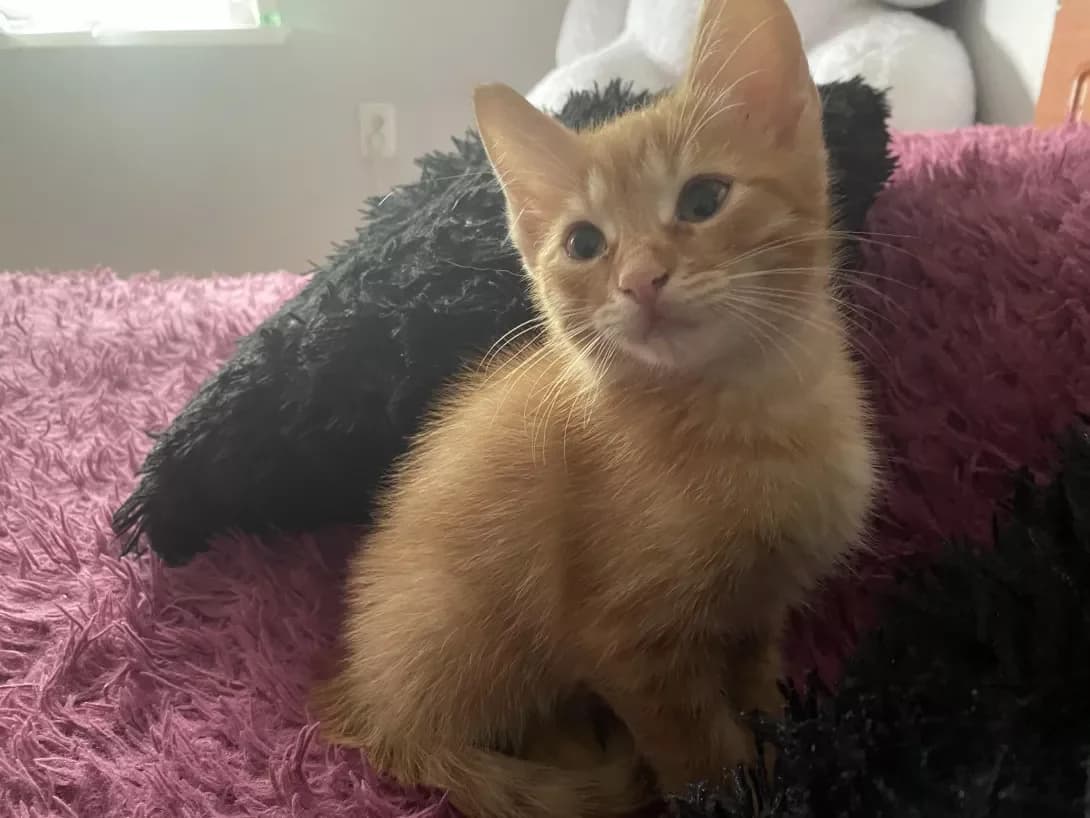 Lior (Ліор), Mixed Breed (Happy Paw Kyiv Oblast)