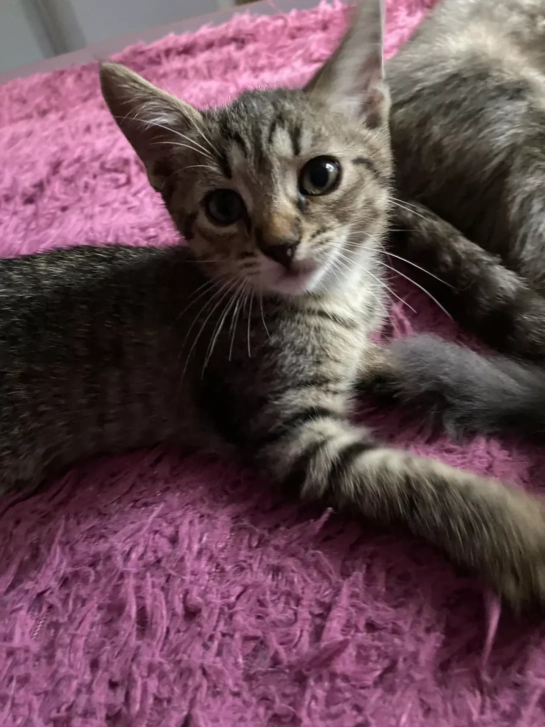 Ryabchik (Рябчик), Mixed Breed (Happy Paw Kyiv Oblast)