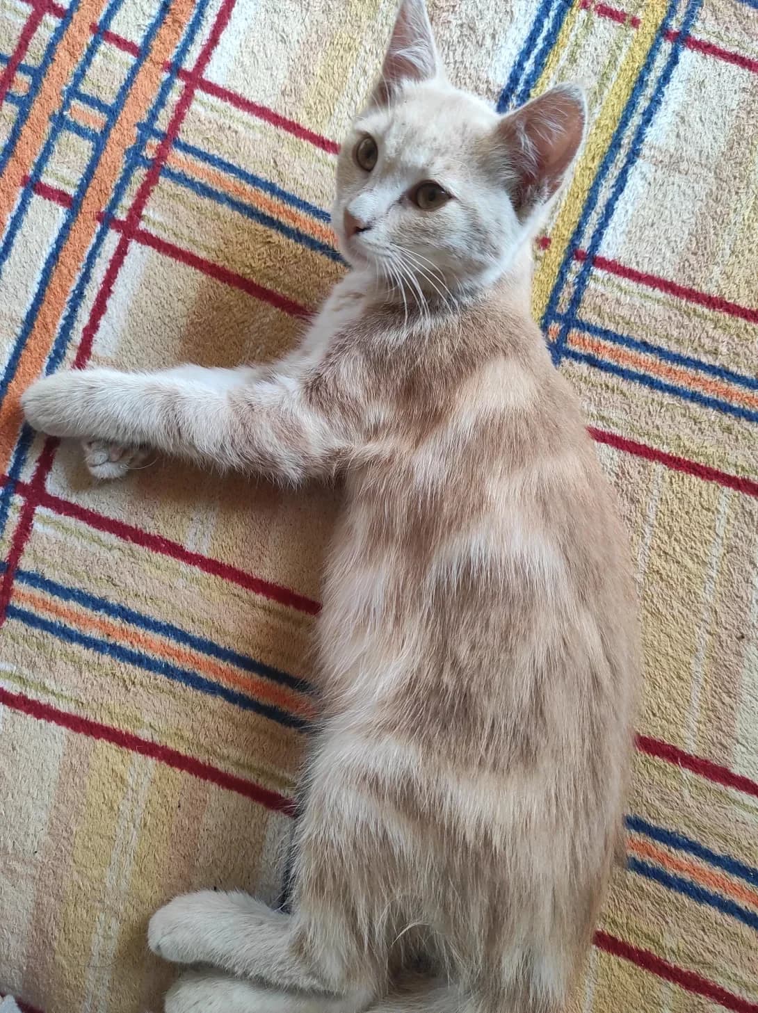Iriska (Іриска), Mixed Breed (Happy Paw Kyiv Oblast)