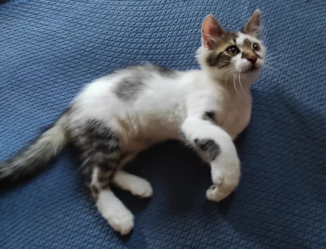 Kuzya (Кузя), Mixed Breed (Happy Paw Kyiv Oblast)