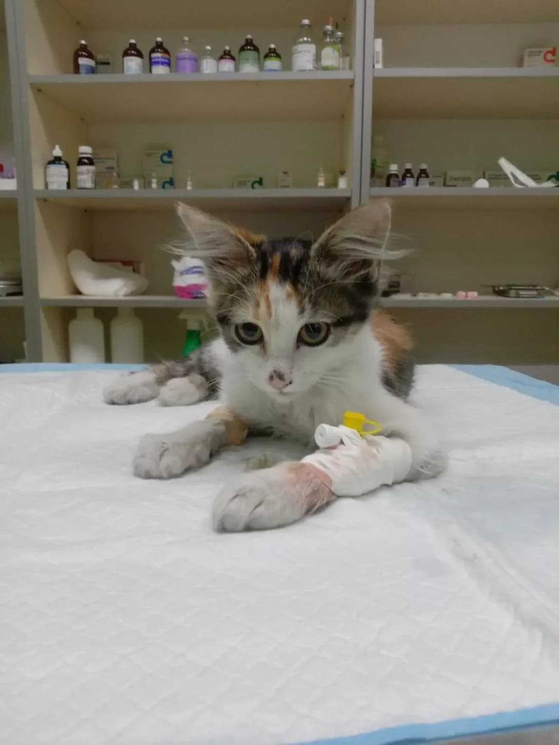 Miya (Мія), female young Mixed Breed for adoption at Happy Paw Kyiv