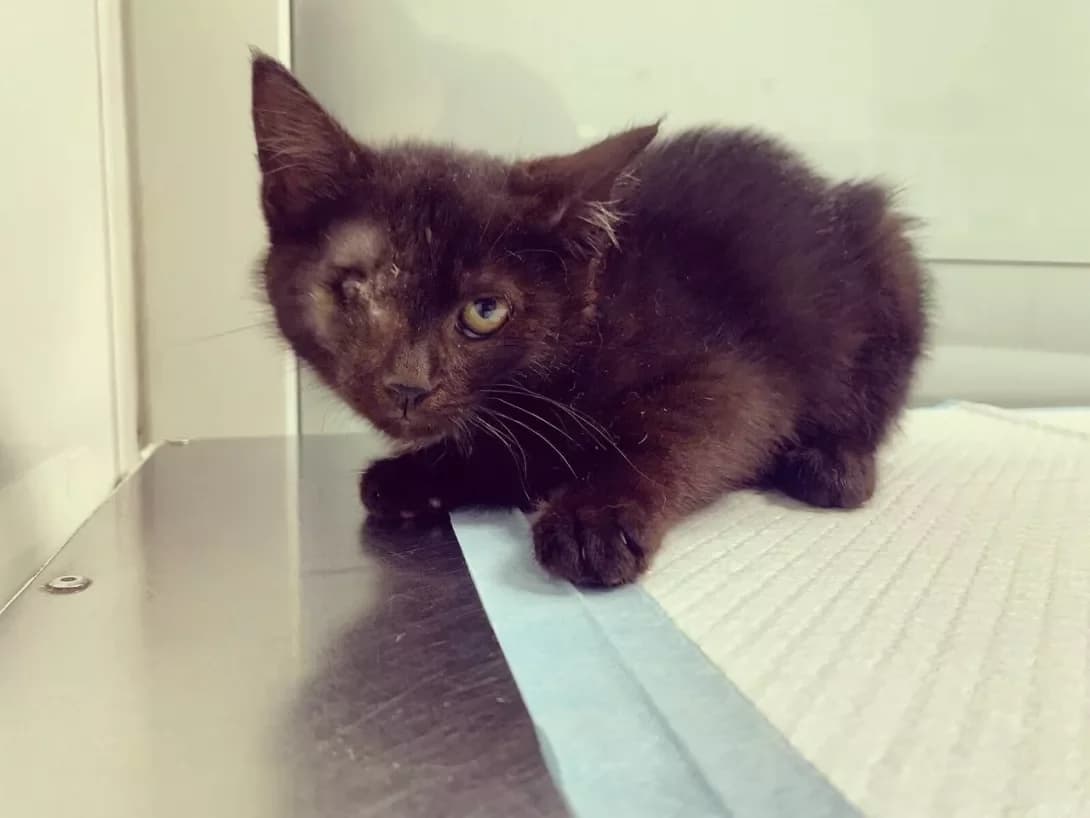 Nemo (Немо), male 3yo Mixed Breed for adoption at Happy Paw Ivano-Frankivsk Oblast