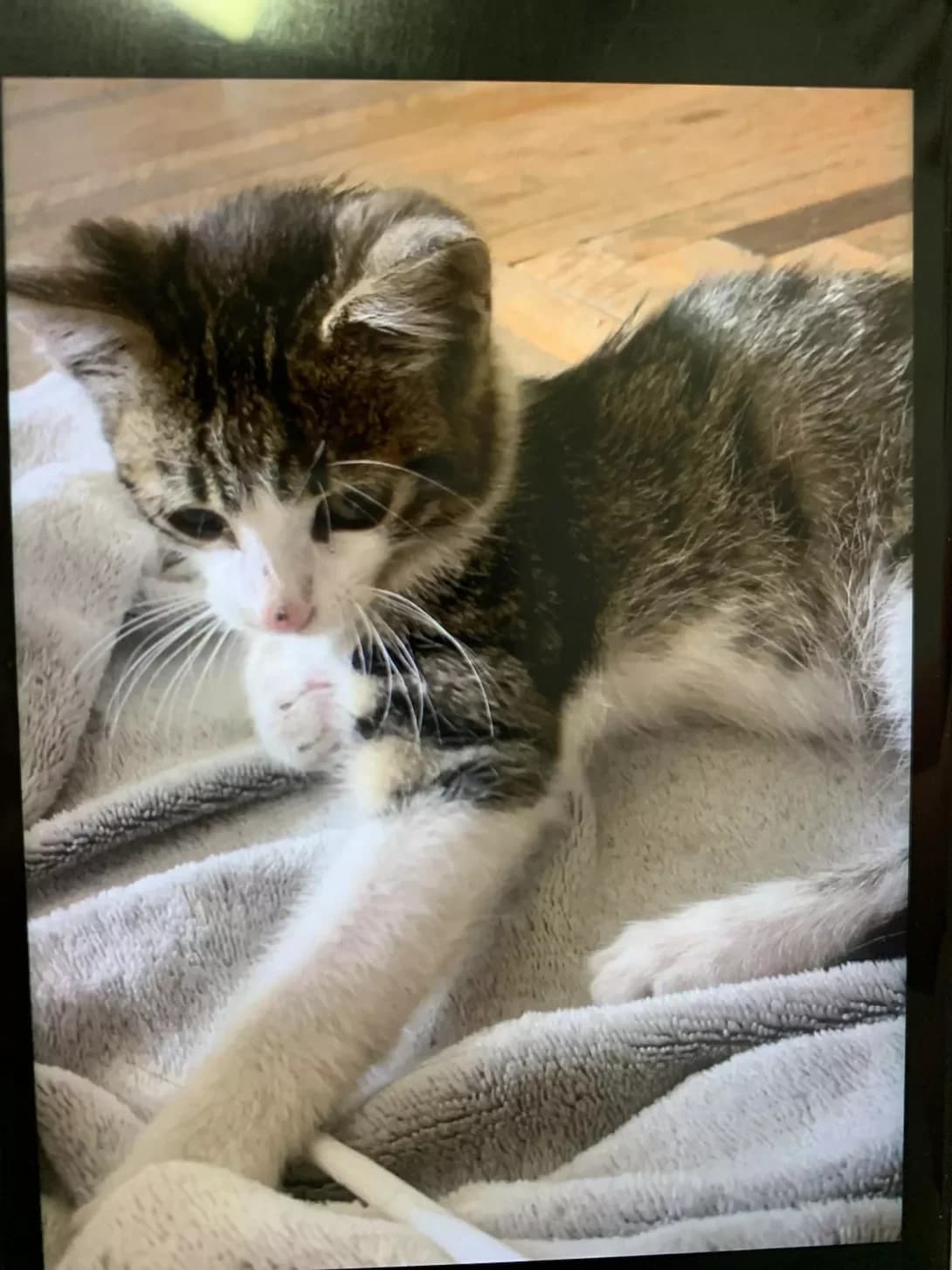 Kitti (Кітті), female young Mixed Breed for adoption at Happy Paw Lviv