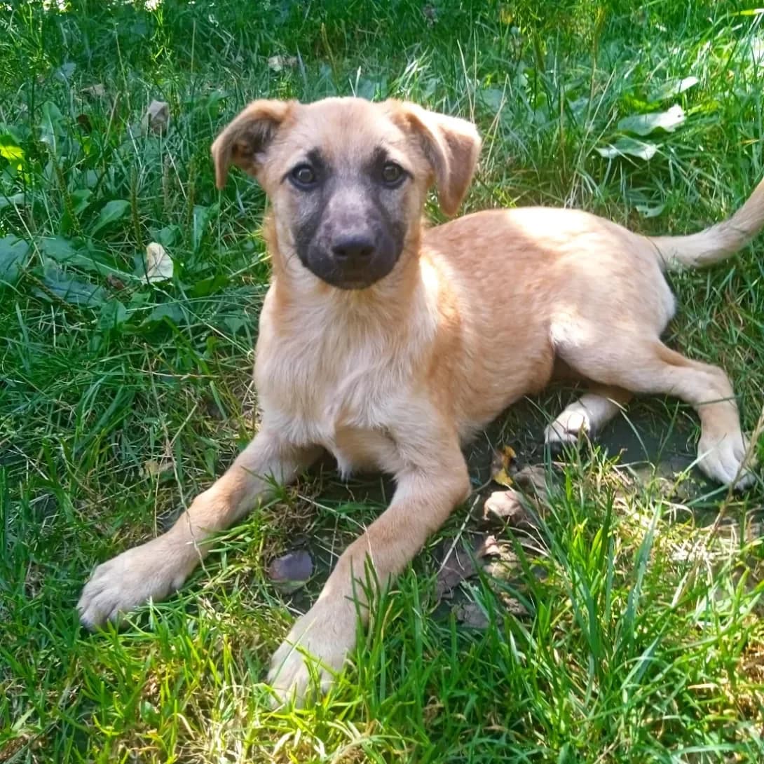 Dina (Діна), Mixed Breed (Happy Paw Ivano-Frankivsk Oblast)
