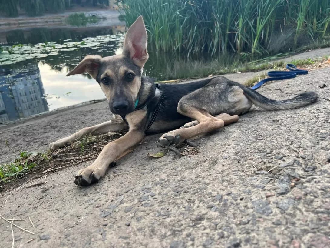 Dobbi (Доббі), male 3yo Mixed Breed for adoption at Happy Paw Kyiv