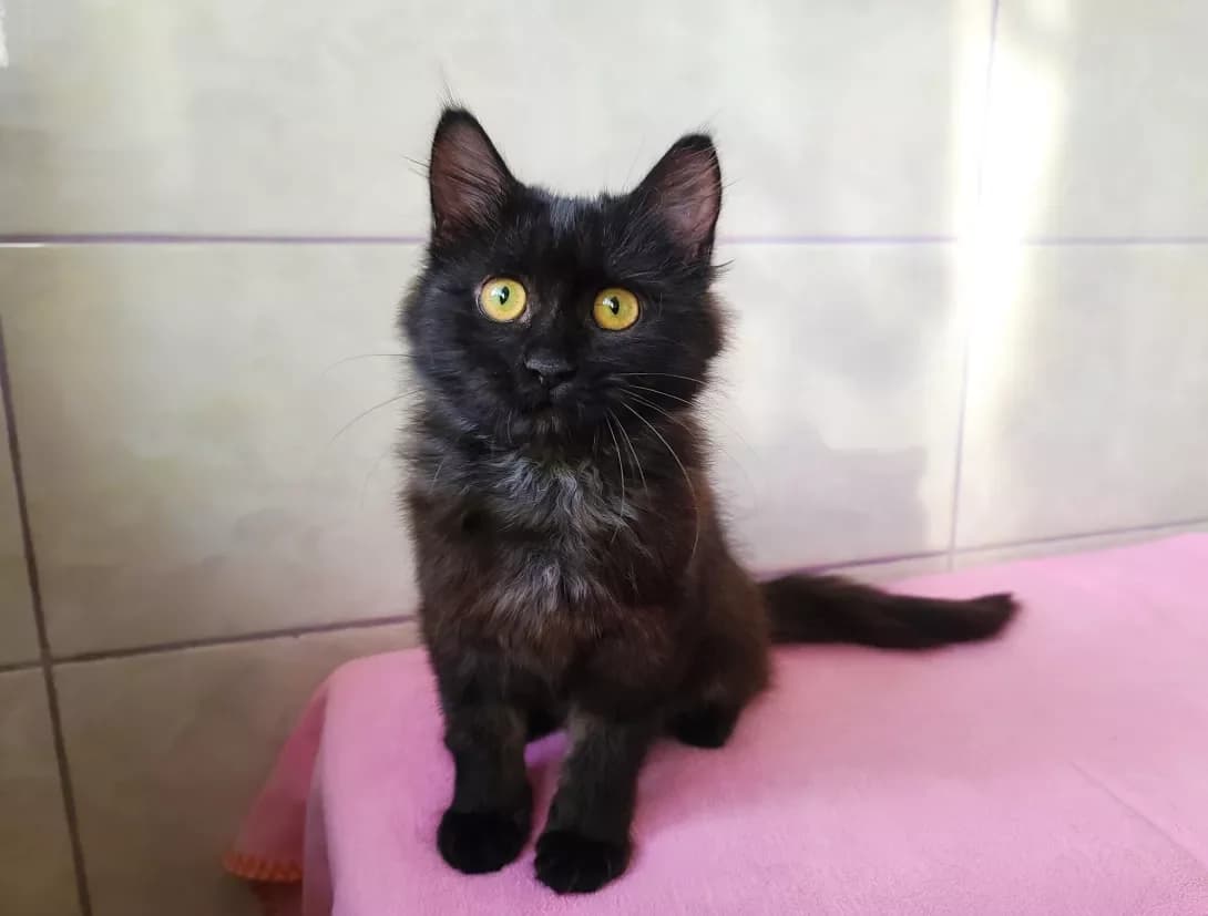 Dzhuliya (Джулия), female 3yo Mixed Breed for adoption at Happy Paw Kyiv