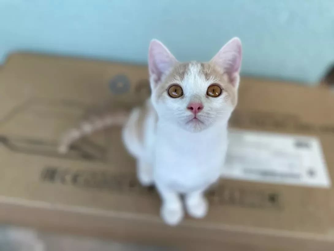 Koshenyata (Кошенята), female 3yo Mixed Breed for adoption at Happy Paw Kyiv