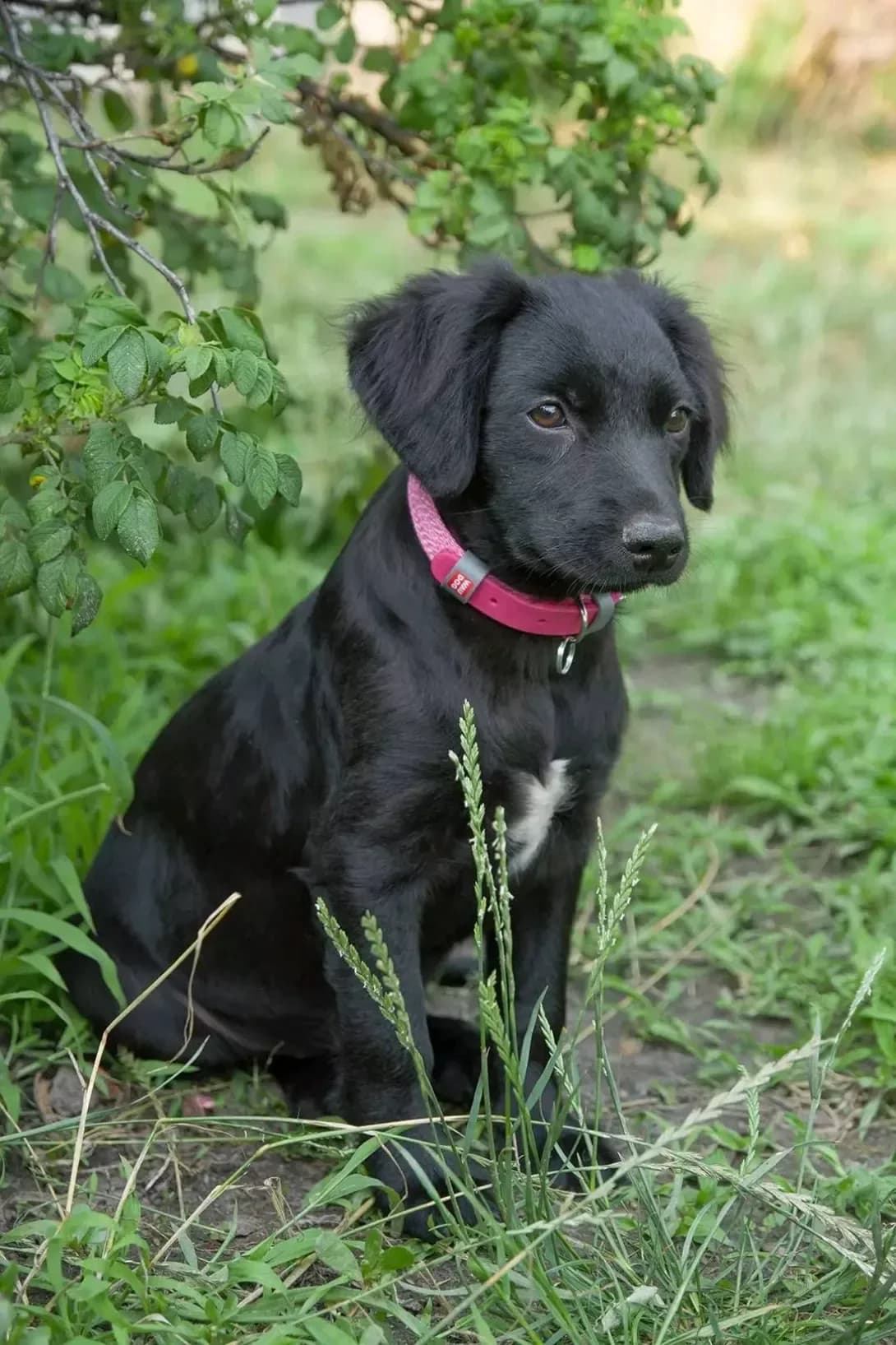 Sonya (Соня), female 3yo Mixed Breed for adoption at Happy Paw Kyiv Oblast