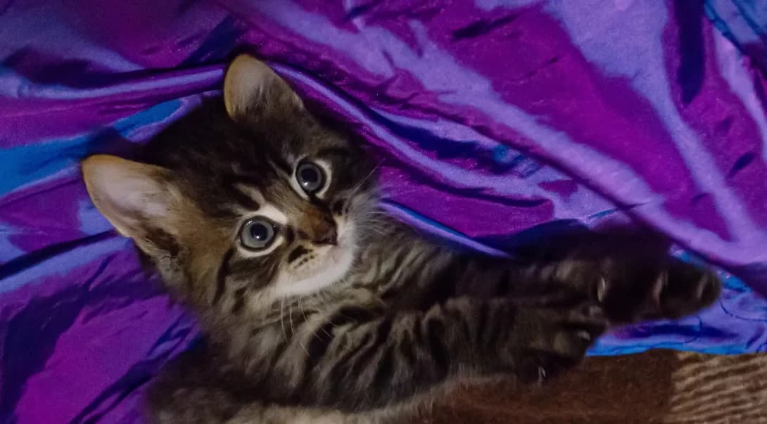 Koshenyata (Кошенята), male young Mixed Breed for adoption at Happy Paw Kyiv