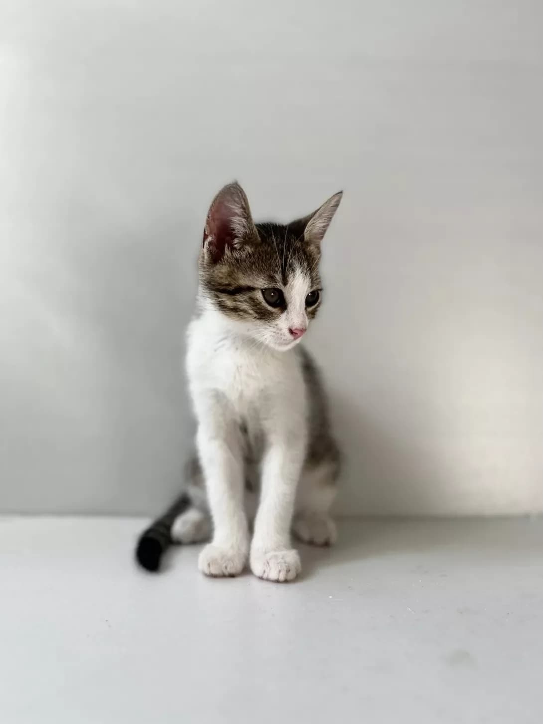 Elian (Еліан), male young Mixed Breed for adoption at Happy Paw Chernivtsi Oblast