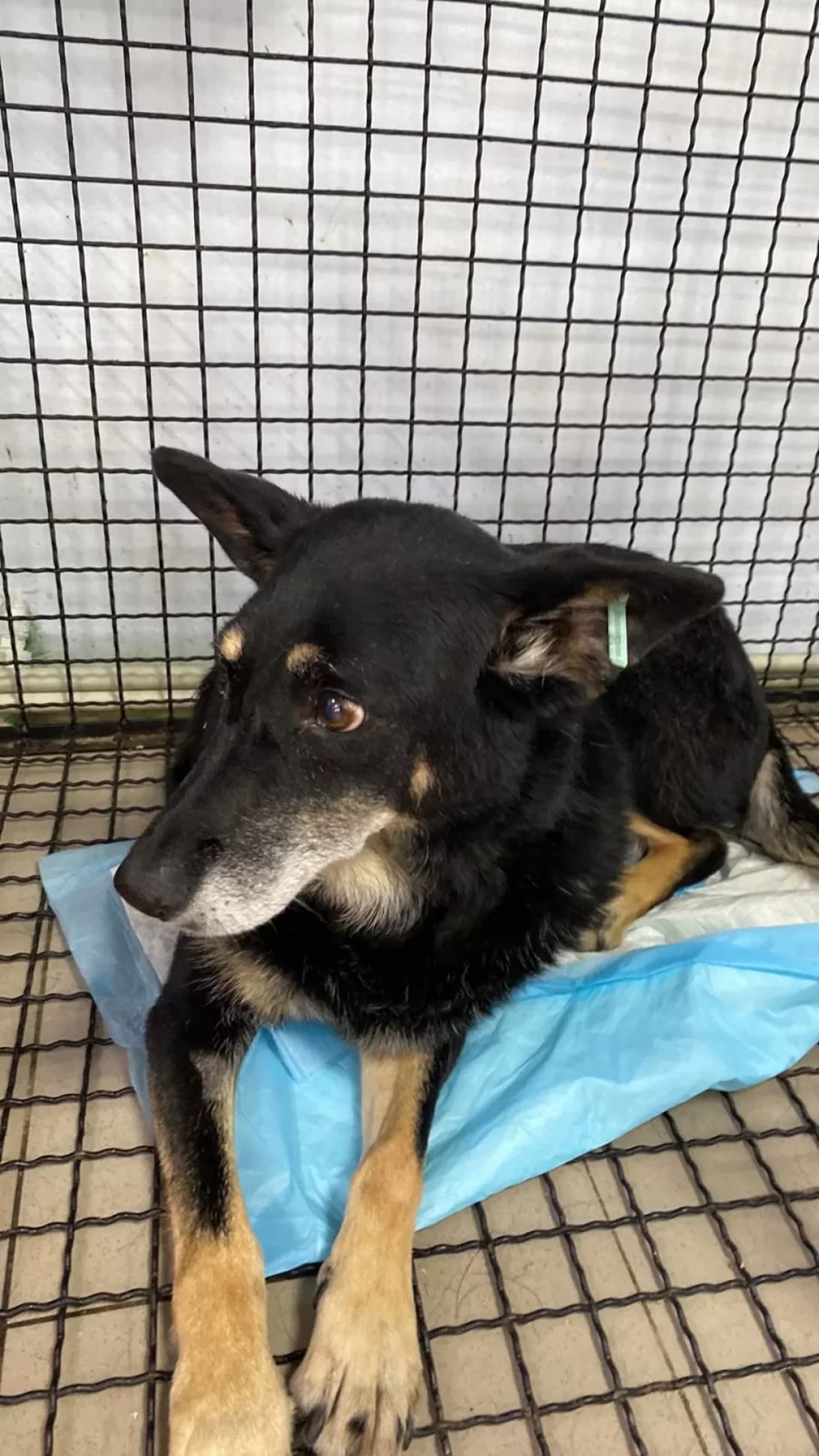 Zhana (Жана), female senior Mixed Breed for adoption at Happy Paw Dnipro