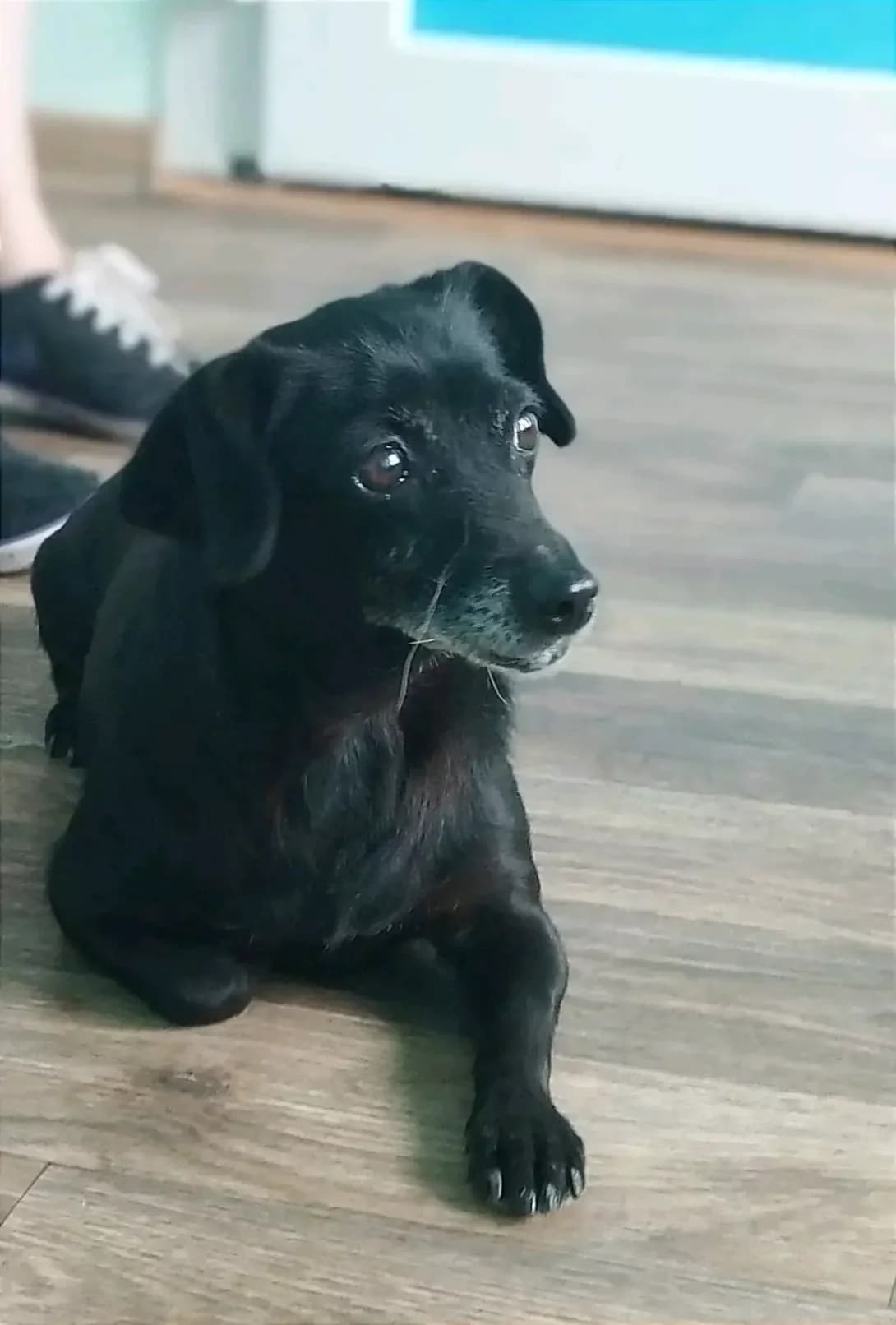 Rozi (Розі), female 7yo Mixed Breed for adoption at Happy Paw Kyiv