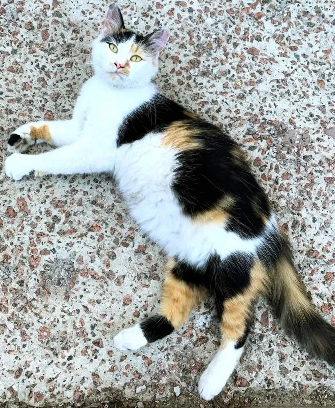 Meri (Мері), Mixed Breed (Happy Paw Kyiv Oblast)