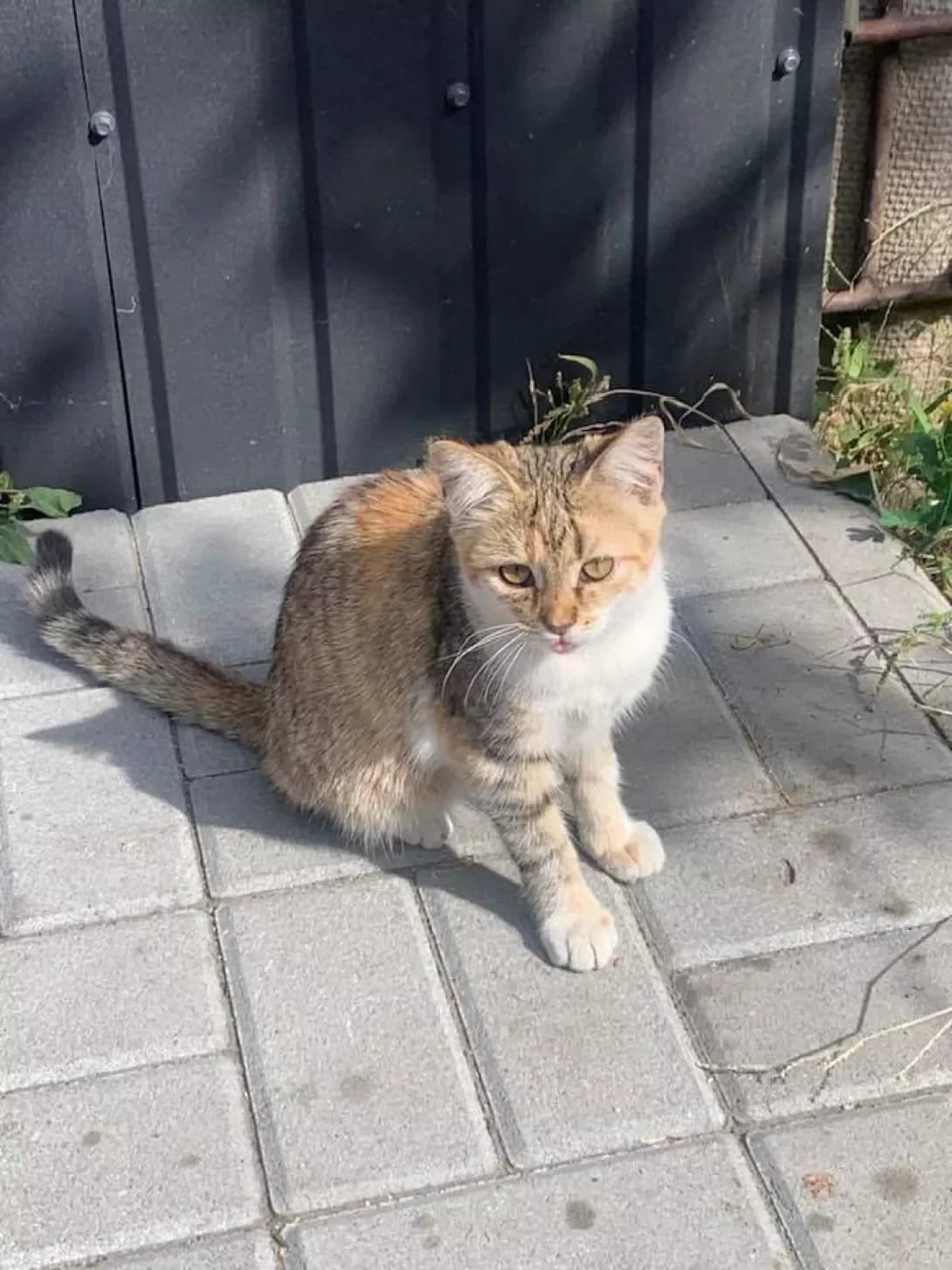 Laki (Лакі), female 3yo Mixed Breed for adoption at Happy Paw Kyiv