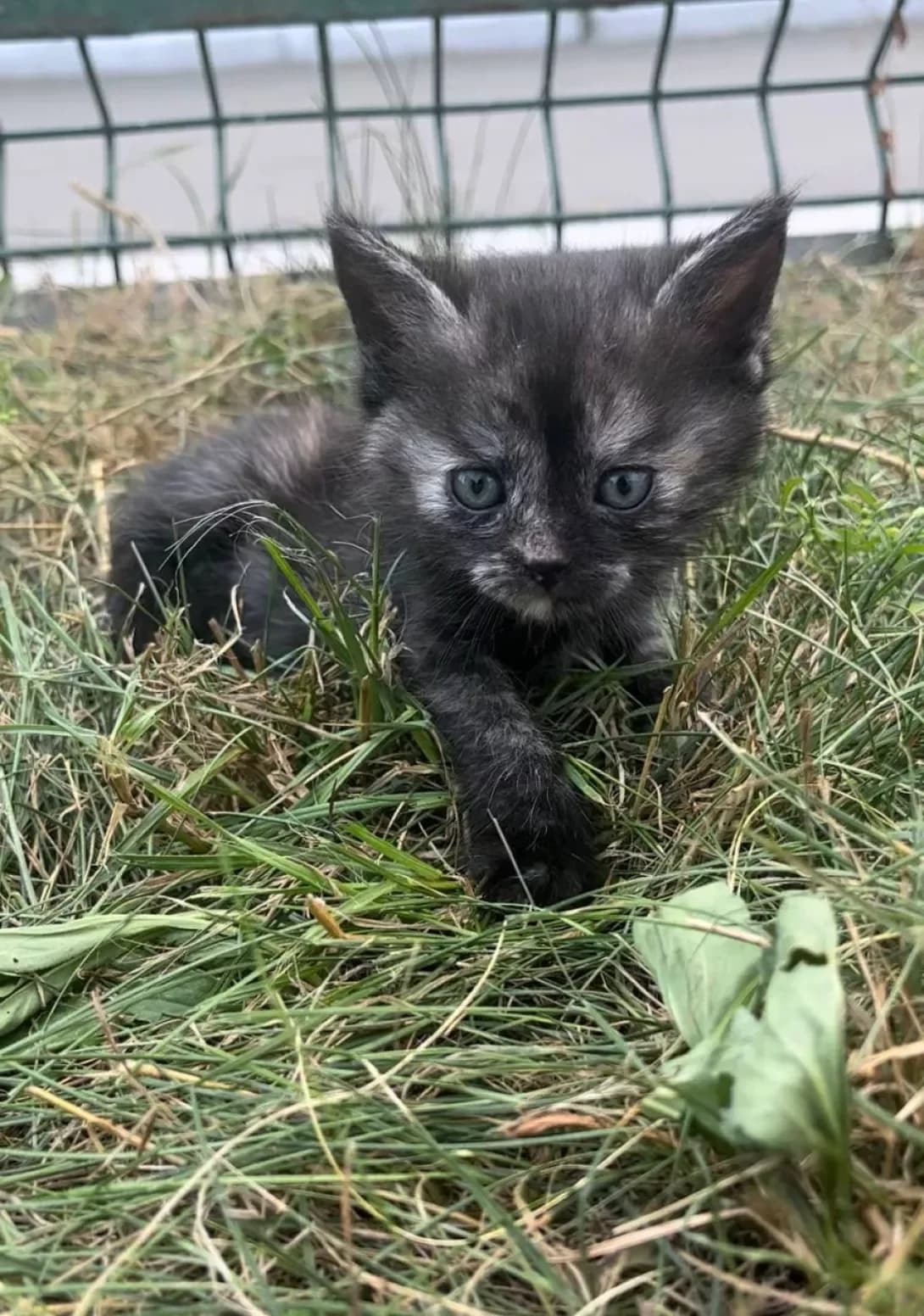 Koshenyata plyamki (Кошенята плямки), female young Mixed Breed for adoption at Happy Paw Kyiv