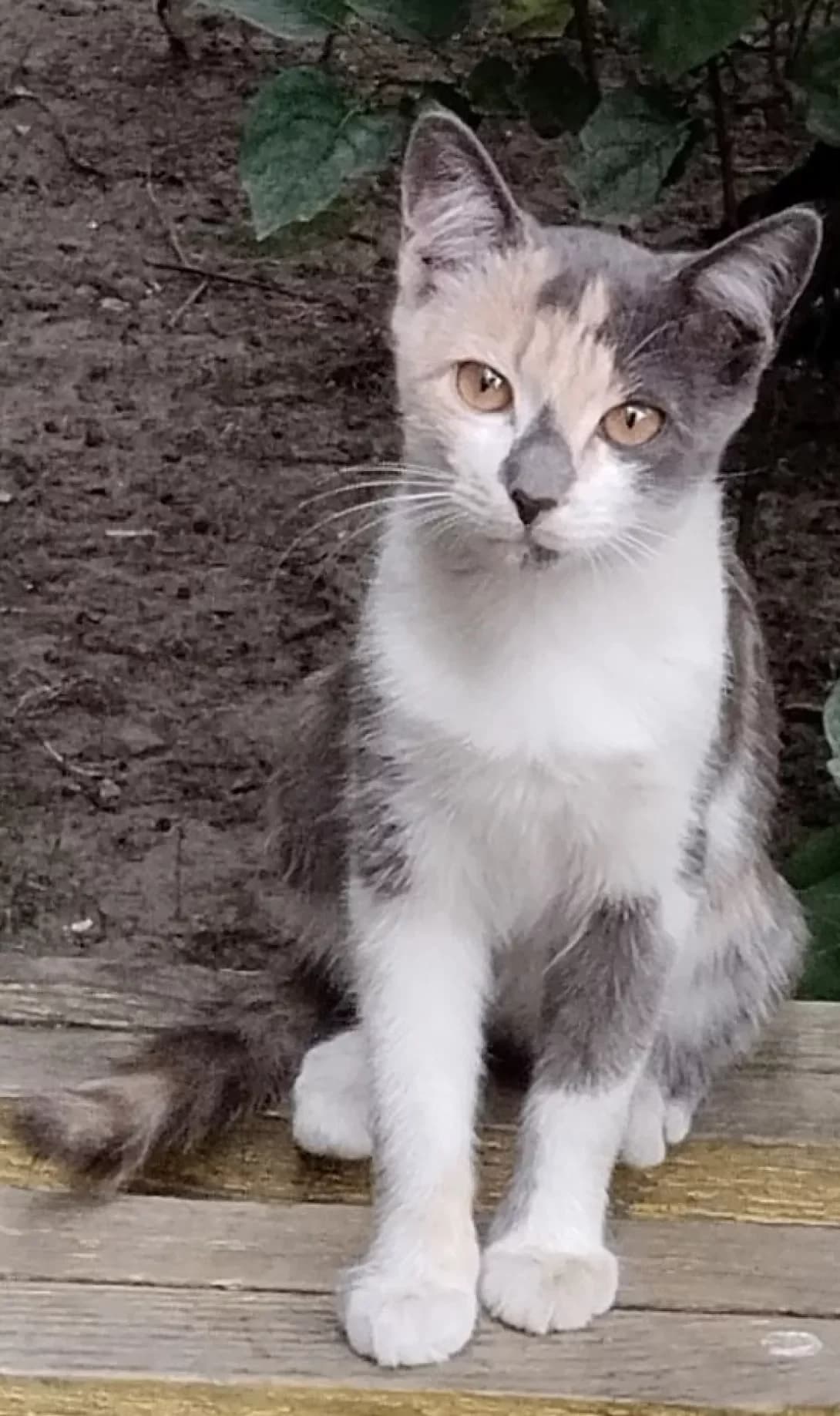 Lana (Лана), female 3yo Mixed Breed for adoption at Happy Paw Kyiv