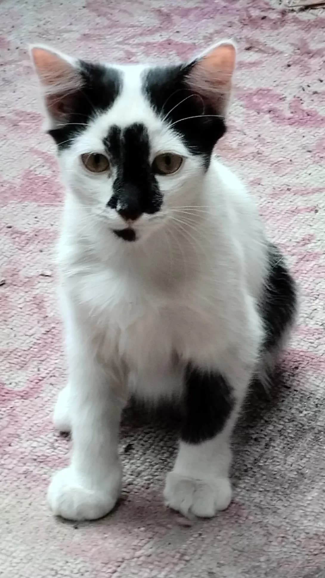 Marsik (Марсік), male 3yo Mixed Breed for adoption at Happy Paw Kyiv