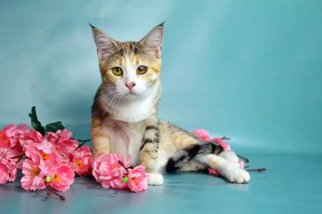 Bozhena (Божена), female 3yo Mixed Breed for adoption at Happy Paw Kyiv