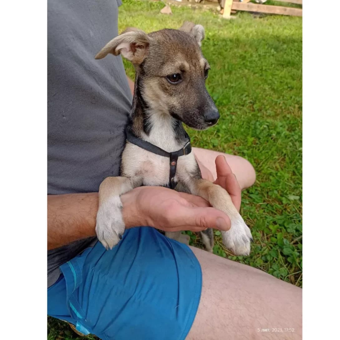 Deyzi (Дейзі), Mixed Breed (Happy Paw Ivano-Frankivsk Oblast)