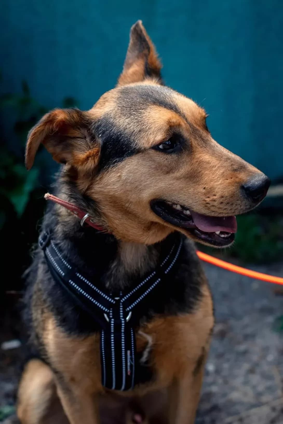 Vins (Вінс), male 7yo Mixed Breed for adoption at Happy Paw Kyiv