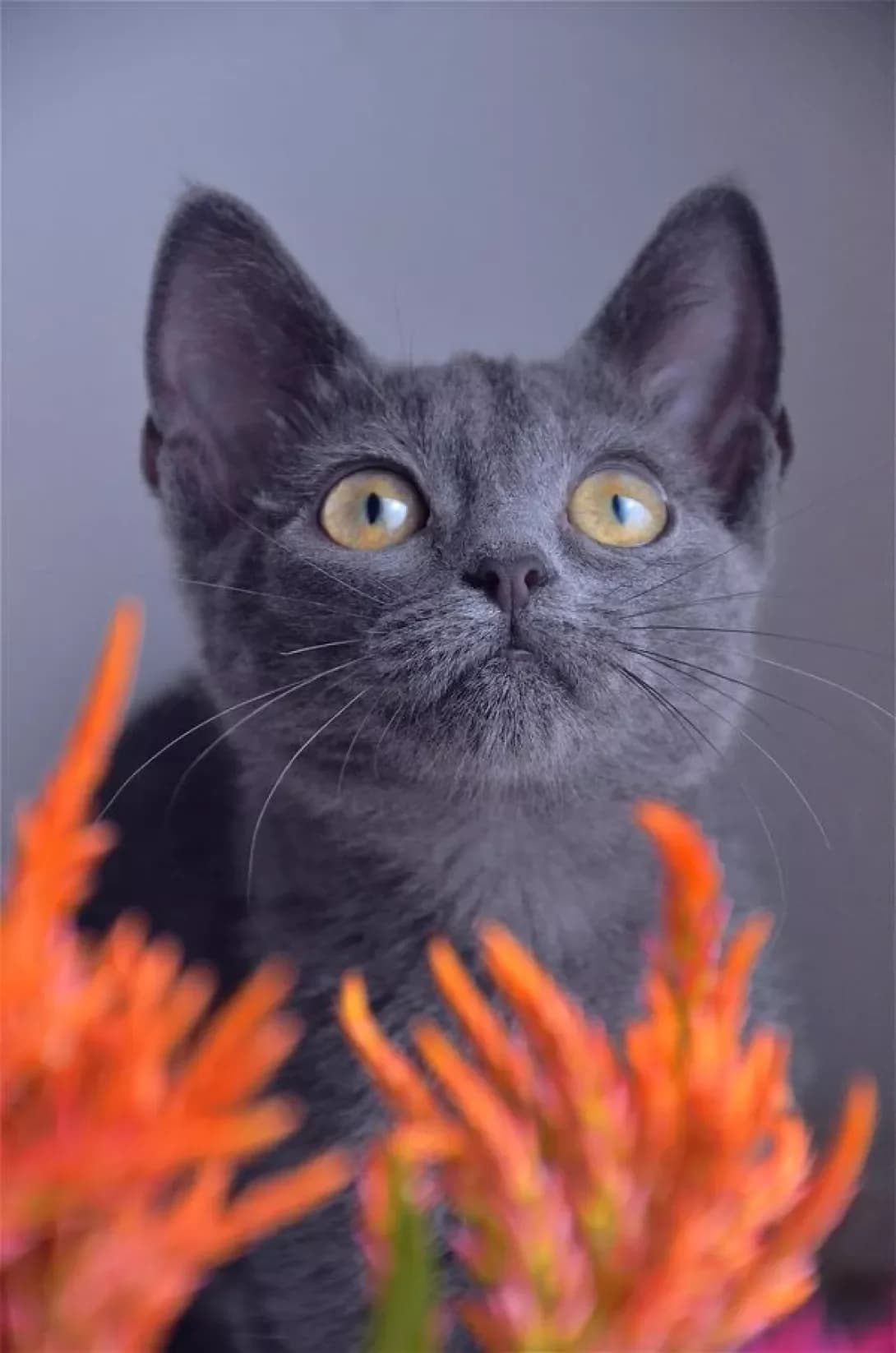 Greysi (Грейсі), female 3yo Mixed Breed for adoption at Happy Paw Kyiv