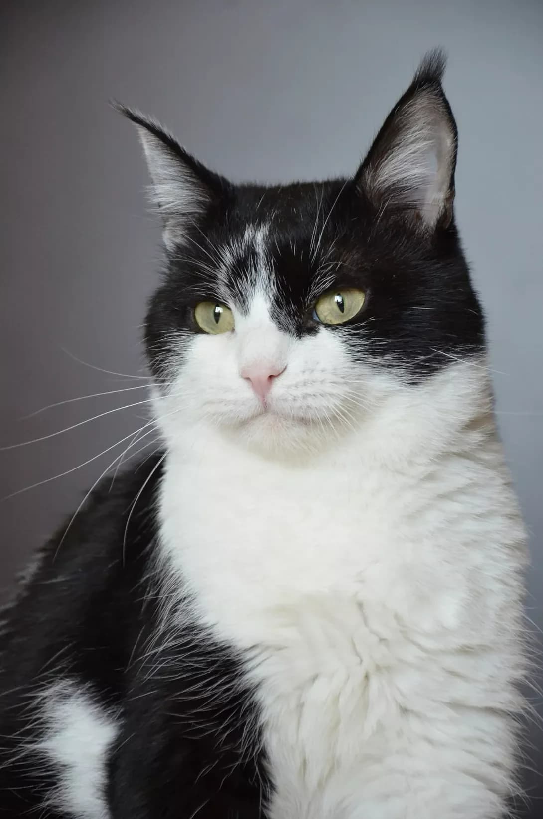 Betmen (Бетмен), male 6yo Mixed Breed for adoption at Happy Paw Kyiv