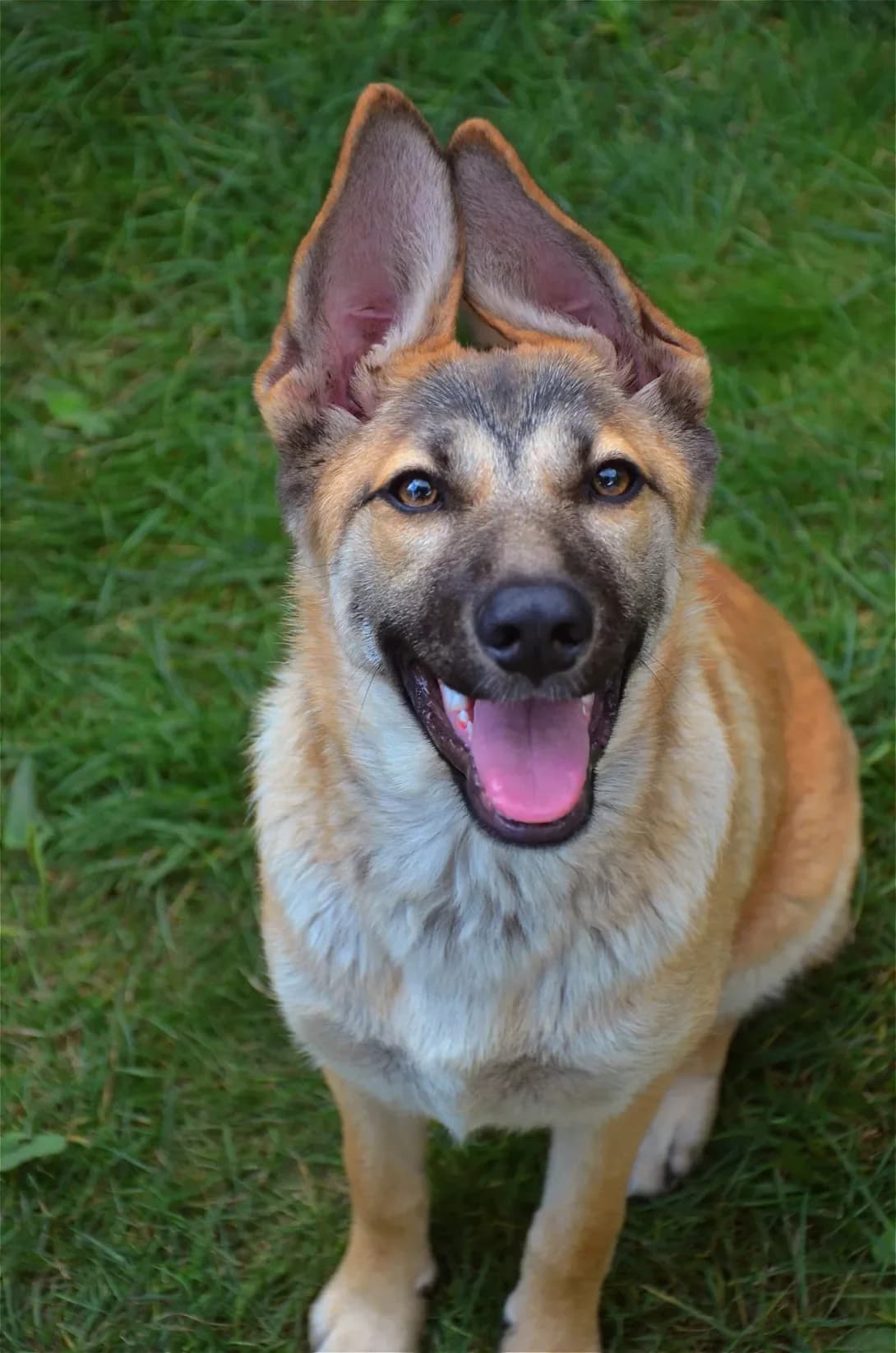 Lola (Лола), female 3yo Mixed Breed for adoption at Happy Paw Kyiv