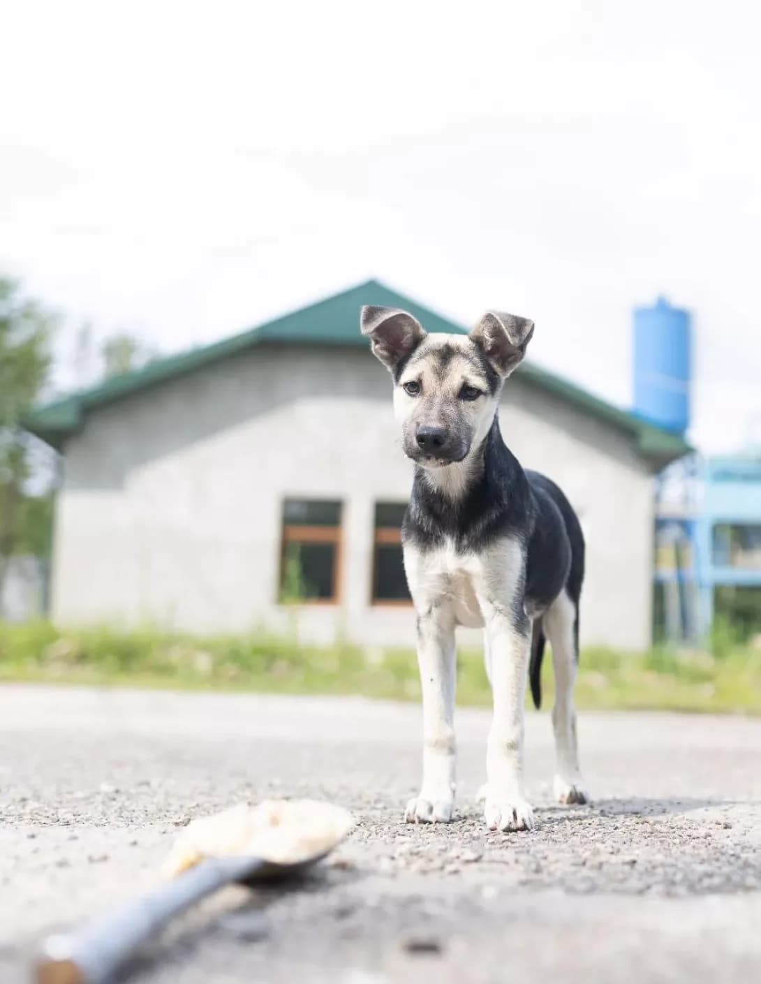 Kora (Кора), female 3yo Mixed Breed for adoption at Happy Paw Ivano-Frankivsk Oblast
