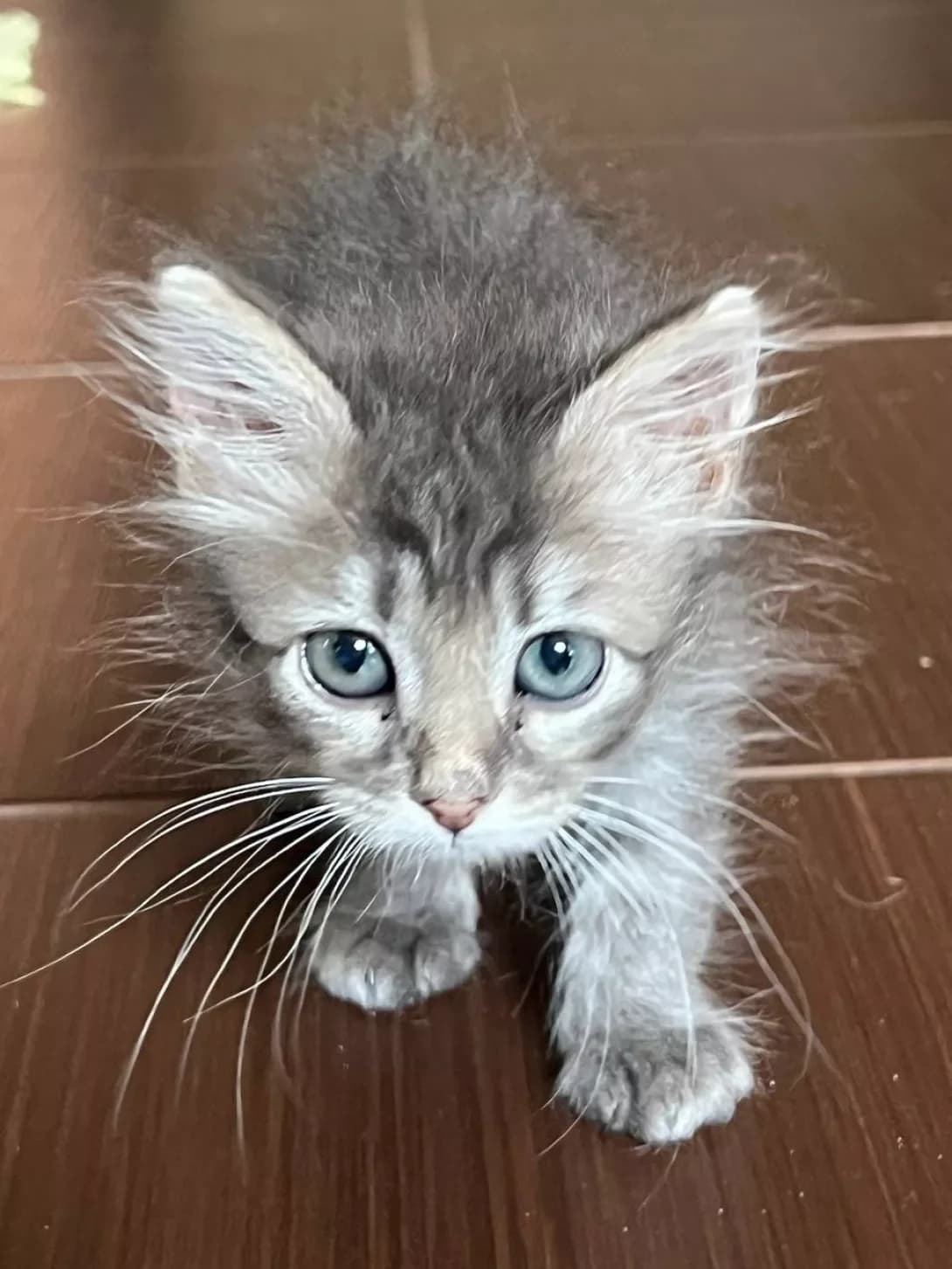 Koshenyata (Кошенята), male young Mixed Breed for adoption at Happy Paw Kyiv
