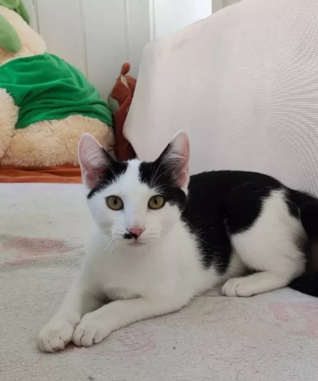 Koshenyata (Кошенята), male 3yo Mixed Breed for adoption at Happy Paw Kyiv