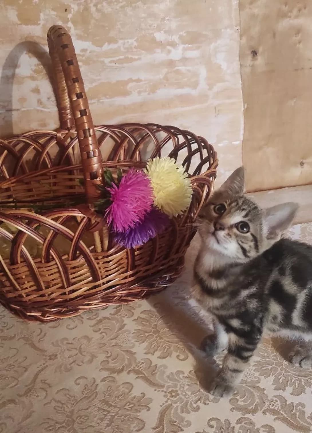 Koshenyata (Кошенята), male young Mixed Breed for adoption at Happy Paw Kyiv