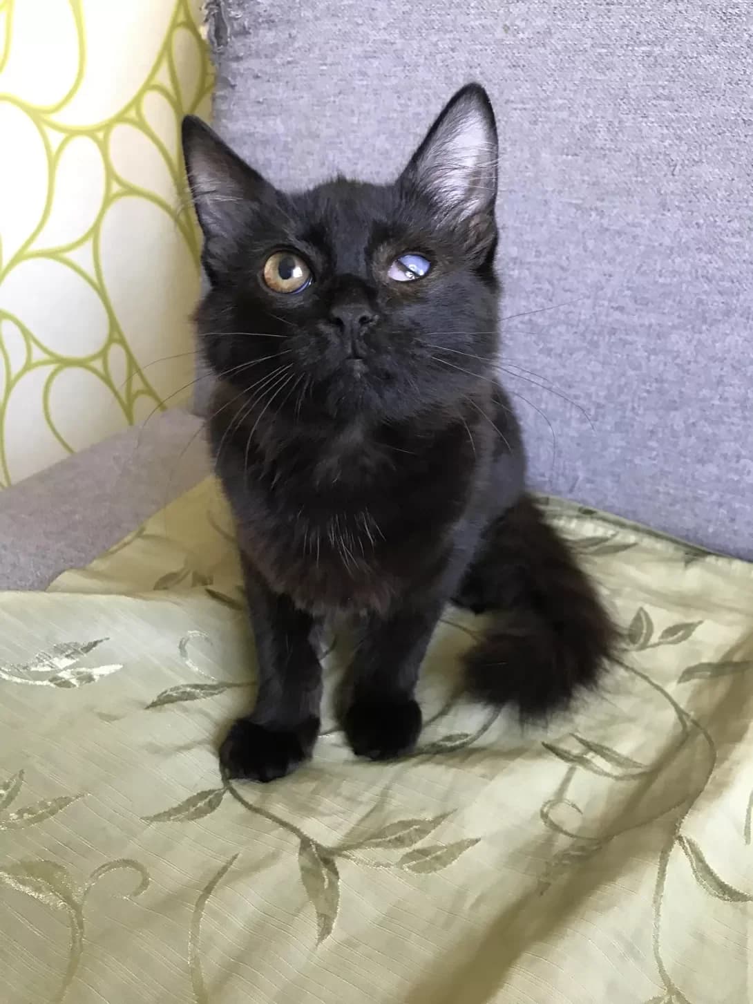 Mayki (Майкі), female 3yo Mixed Breed for adoption at Happy Paw Kyiv