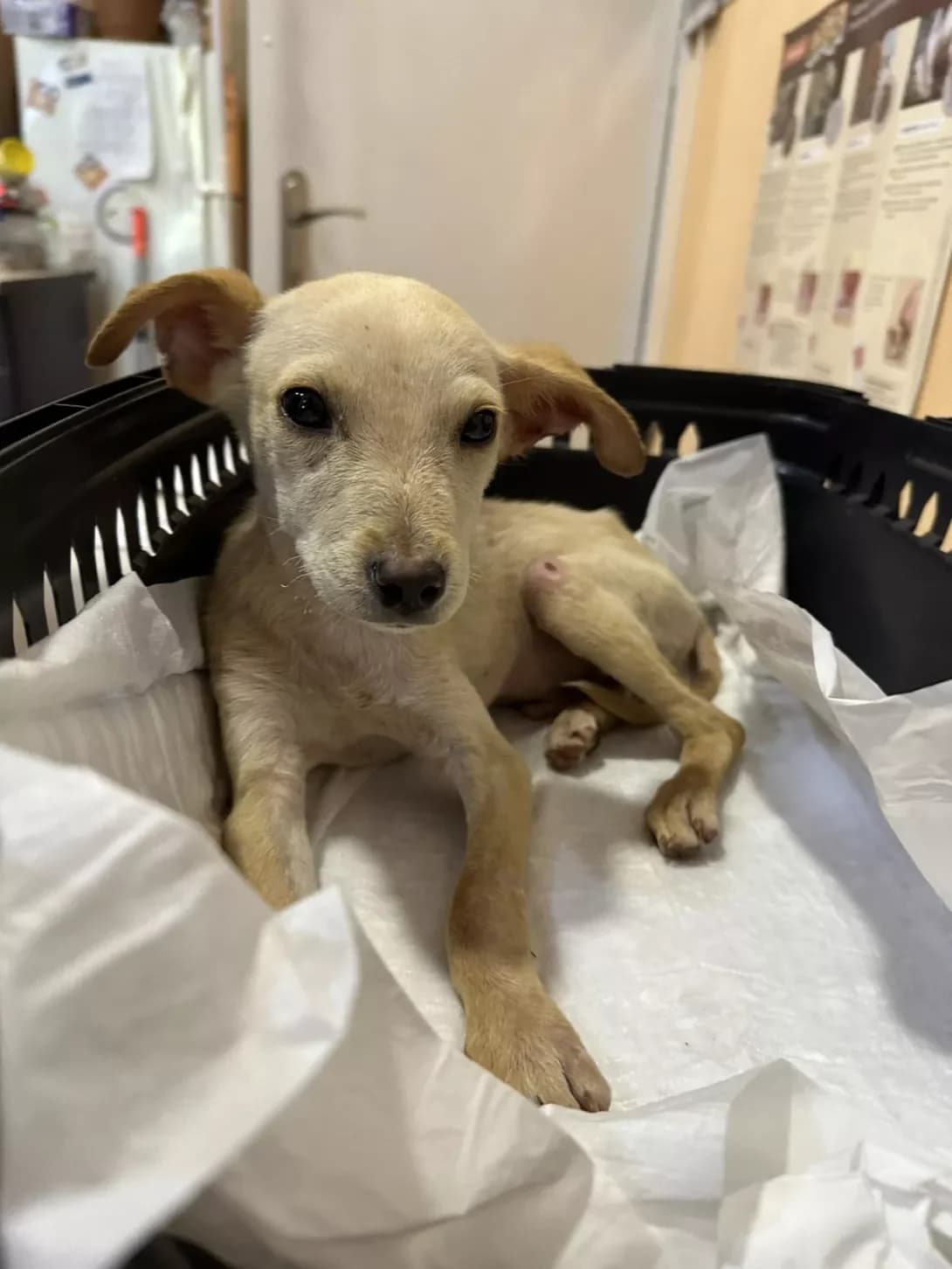 Gay (Гай), male young Mixed Breed for adoption at Happy Paw Kyiv