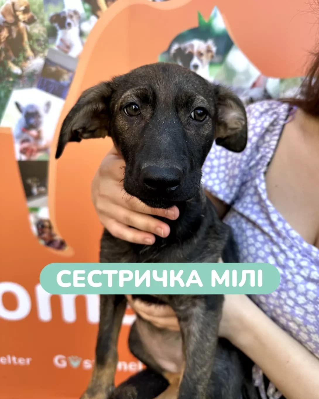 Mili (Мілі), Mixed Breed (Happy Paw Kyiv Oblast)