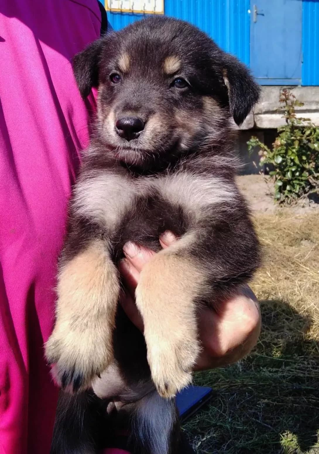 Tsutsenyata (Цуценята), Mixed Breed (Happy Paw Kyiv Oblast)