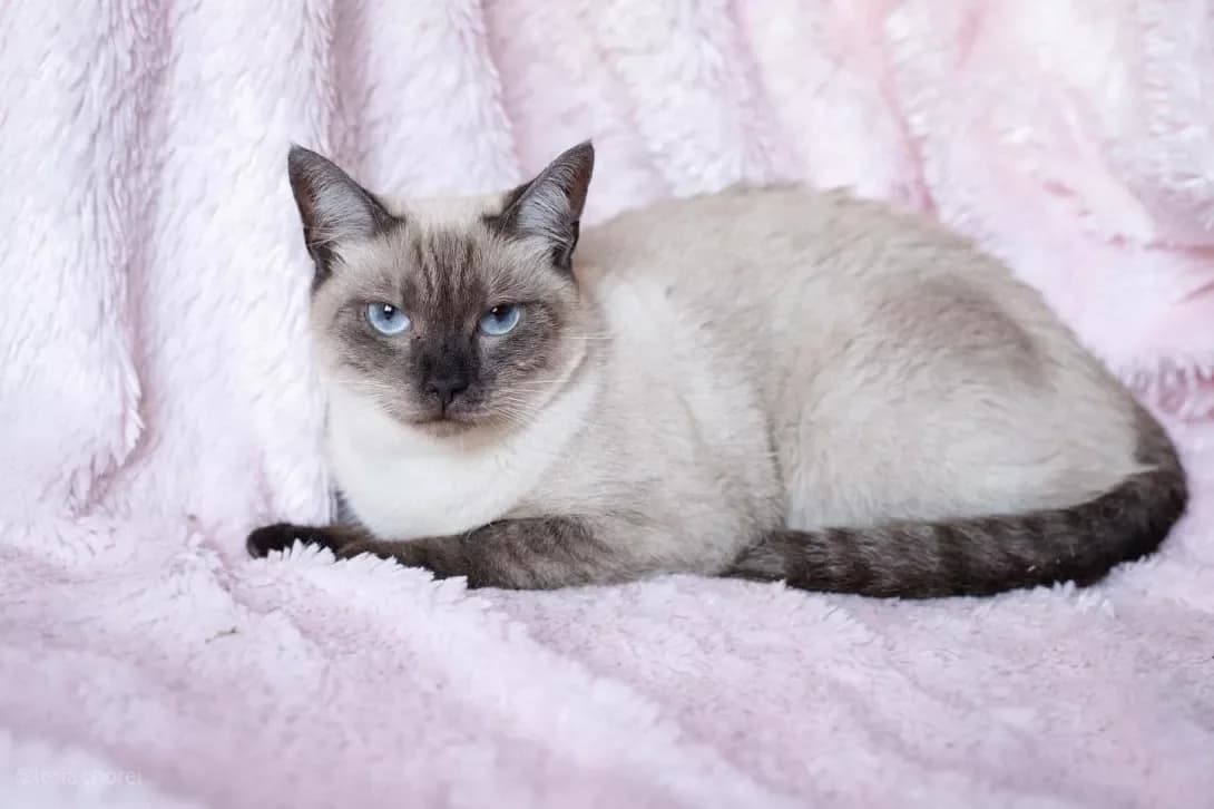 Kimi (Кімі), female 3yo Mixed Breed for adoption at Happy Paw Kyiv