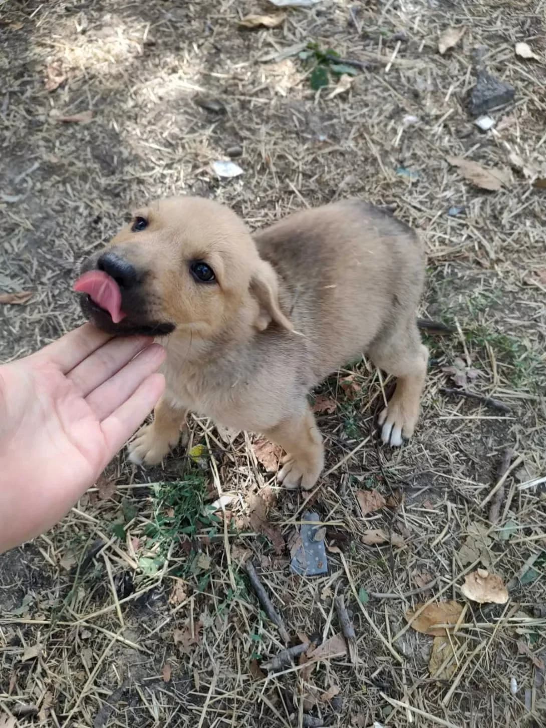 Lasunya (Ласуня), female young Mixed Breed for adoption at Happy Paw Odesa