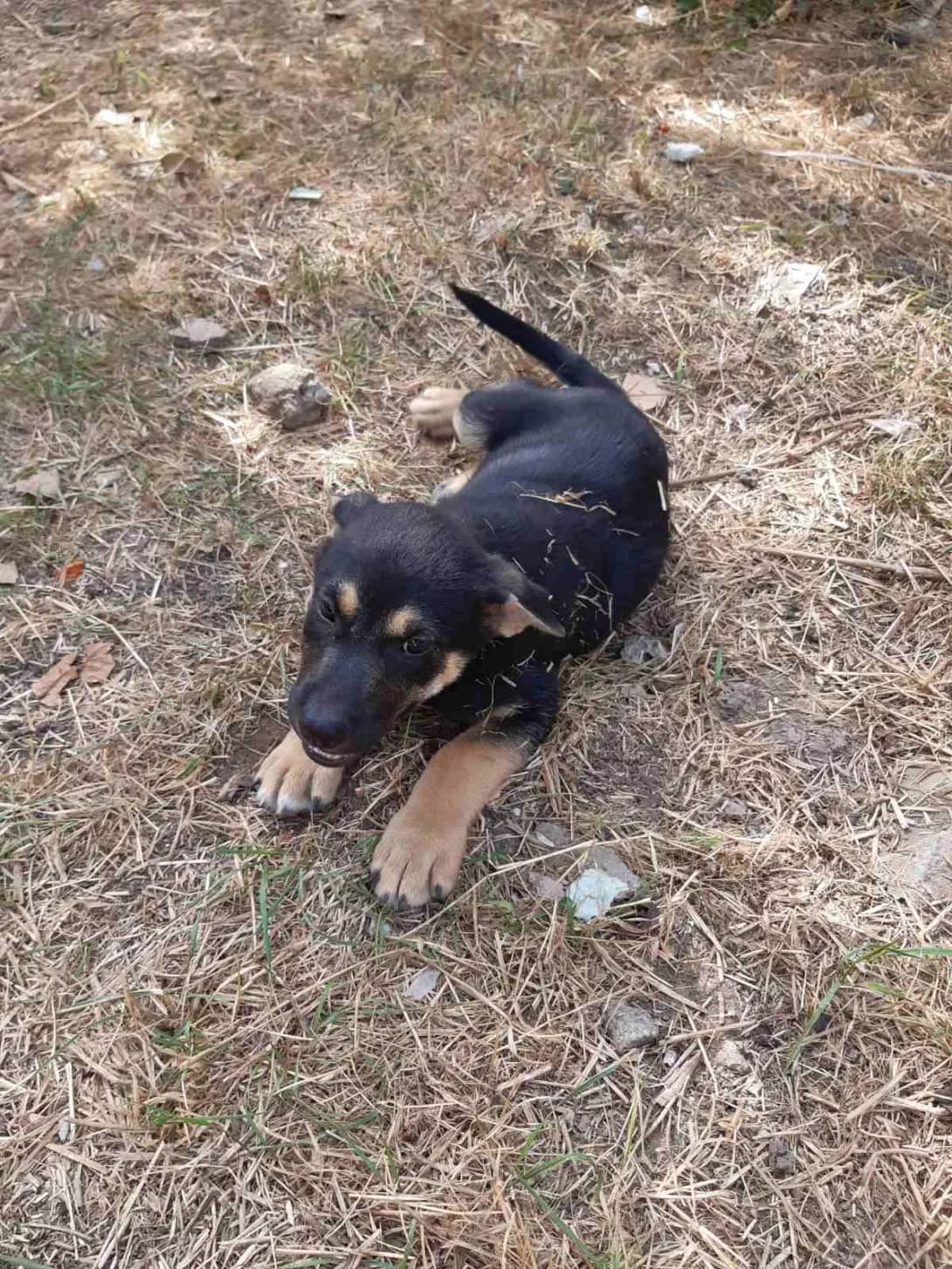 Infiniti (Инфинити), male young Mixed Breed for adoption at Happy Paw Odesa