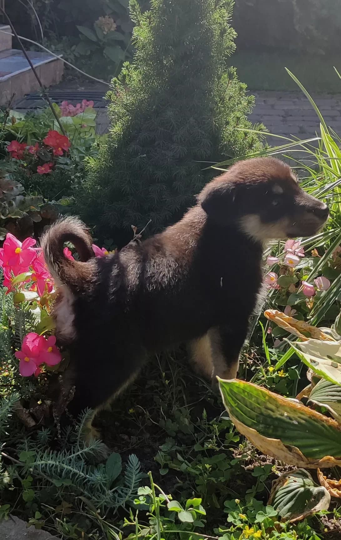 Tsutsenya (Цуценя), female young Mixed Breed for adoption at Happy Paw Kyiv