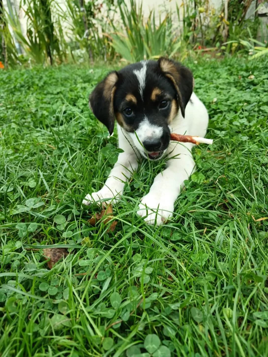 Mayya (Майя), female young Mixed Breed for adoption at Happy Paw Lviv