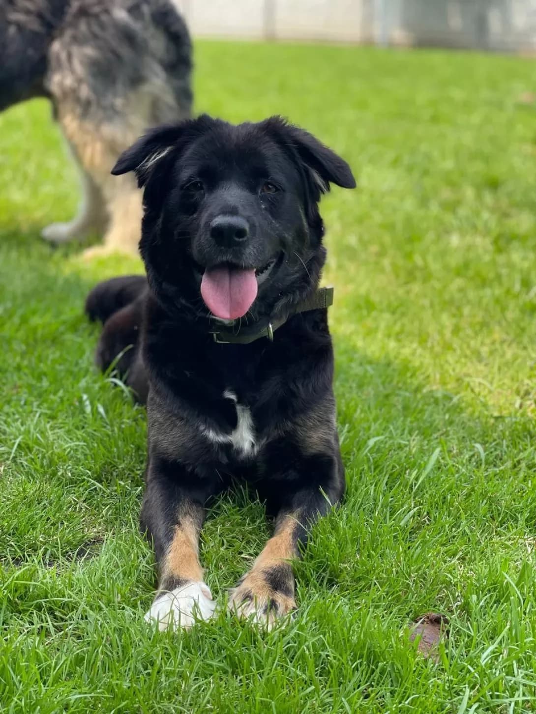 Betti (Бетті), female 5yo Mixed Breed for adoption at Happy Paw Ivano-Frankivsk Oblast