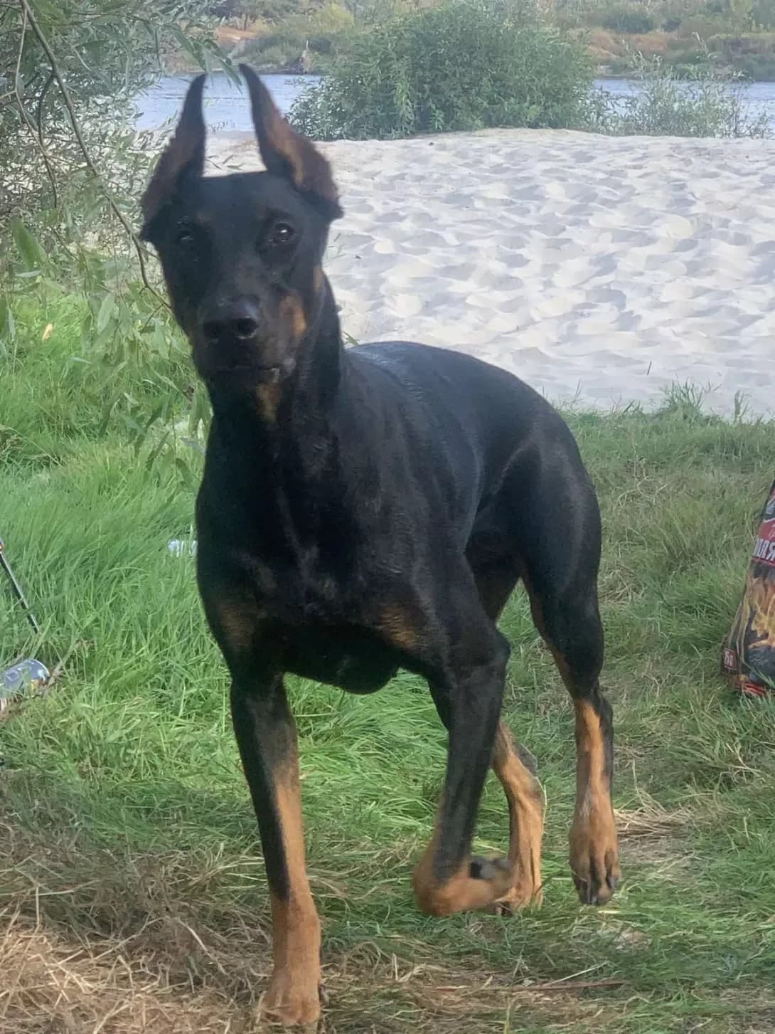Dzhesi (Джесі), female 4yo Mixed Breed for adoption at Happy Paw Kyiv