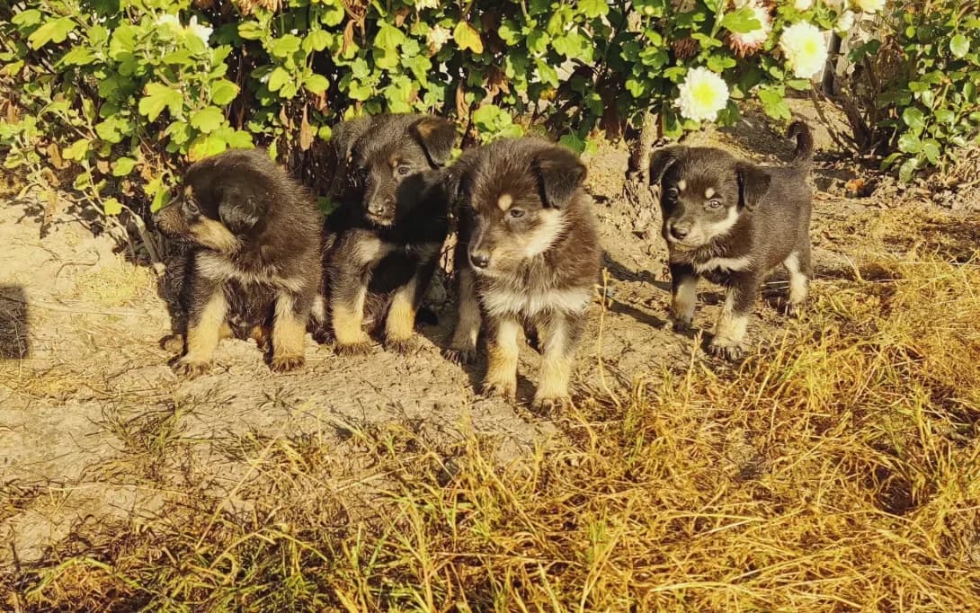 Tsutsenyata (Цуценята), female young Mixed Breed for adoption at Happy Paw Kyiv