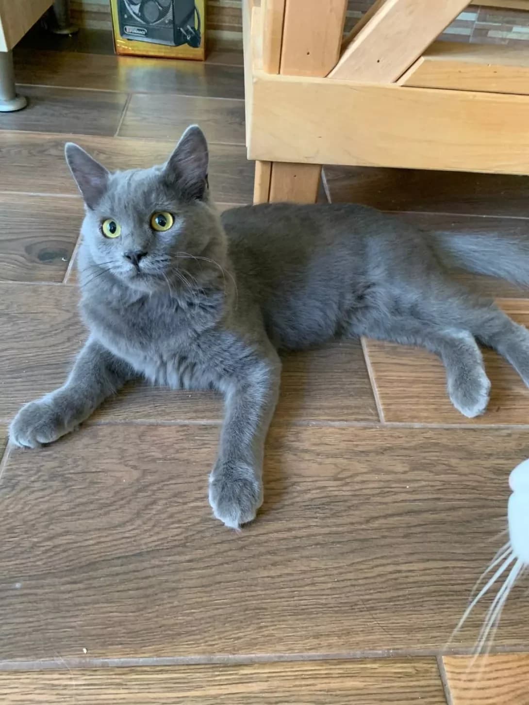 Dimok (Димок), male 3yo Mixed Breed for adoption at Happy Paw Kyiv