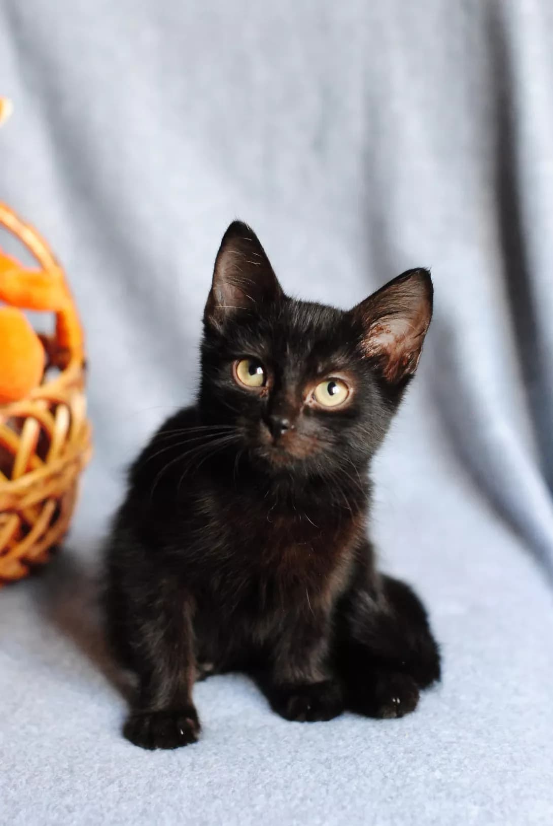 Mafin (Мафін), male young Mixed Breed for adoption at Happy Paw Kyiv